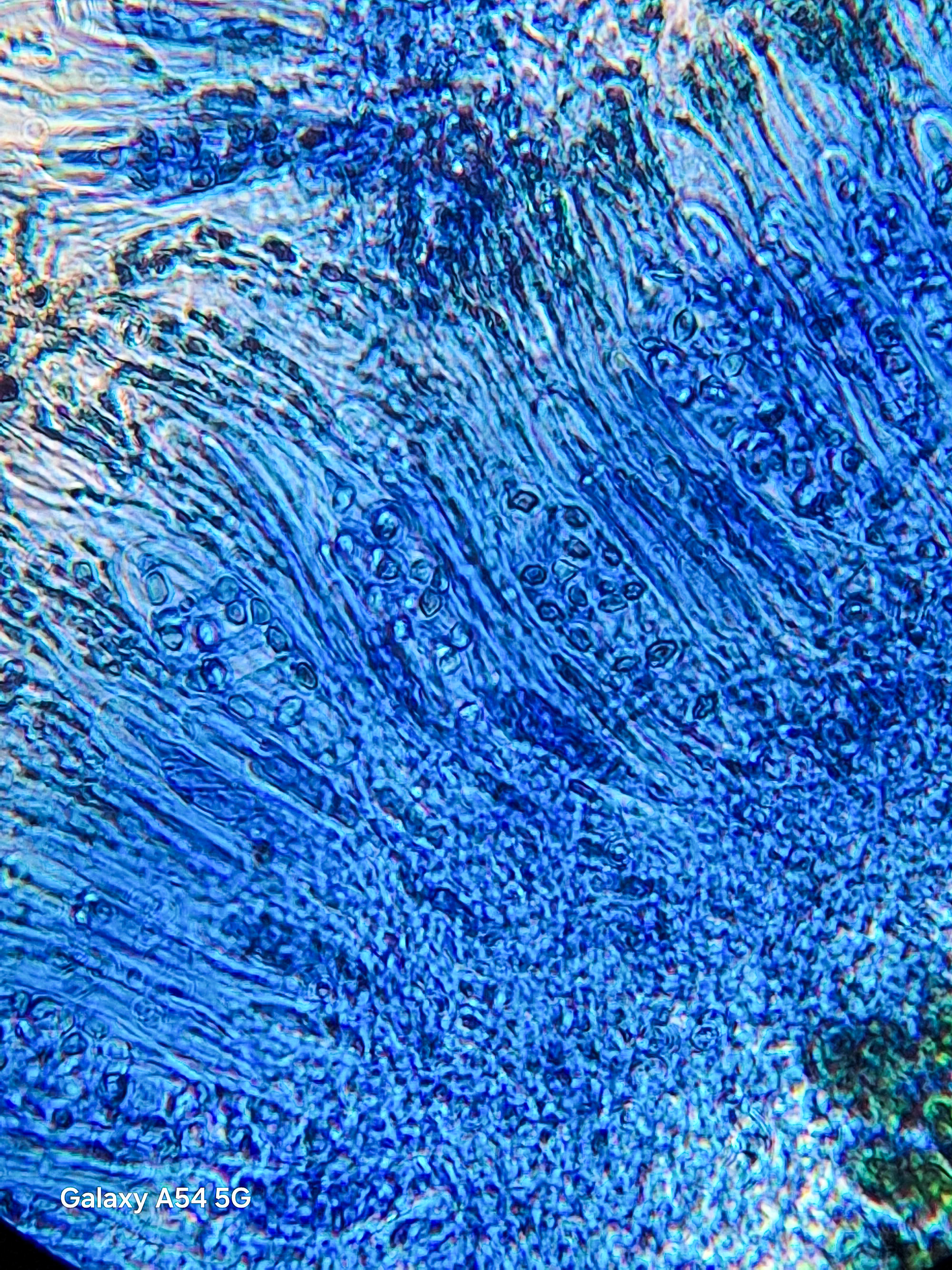 Spores ink vinegar stain